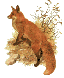 Iamafox Logo
